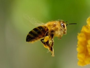 Přednáška o vývoji Včely medonosné a její adaptaci na funkci opylovače.