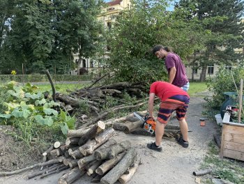 Mrtvé dřevo v zahradě obr. 146